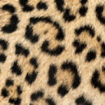Leopard Swatch